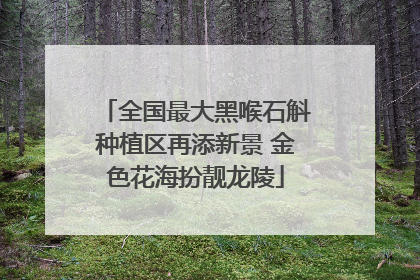 全国最大黑喉石斛种植区再添新景 金色花海扮靓龙陵